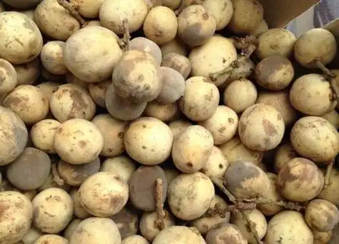 爱情果是什么水果