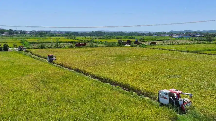 图集|金色稻田迎丰收 安居区25.8万亩水稻开镰收割