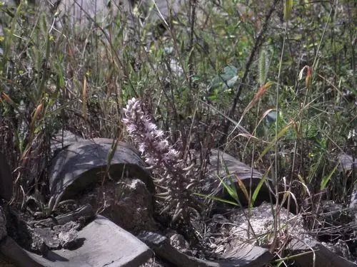 瓦房顶上的瓦楞草