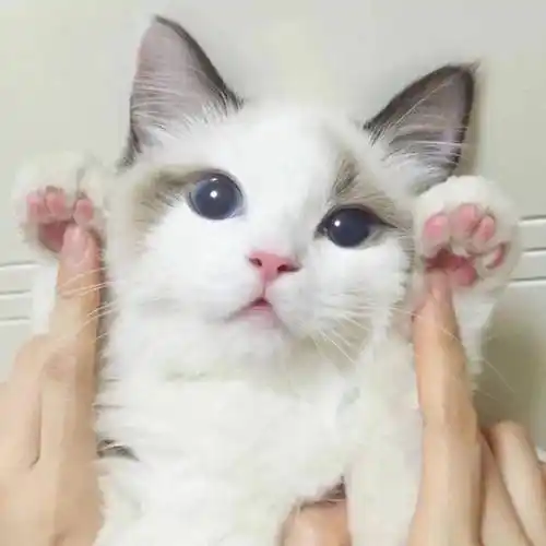 超可爱的动物情侣头像萌萌猪猪情侣头像