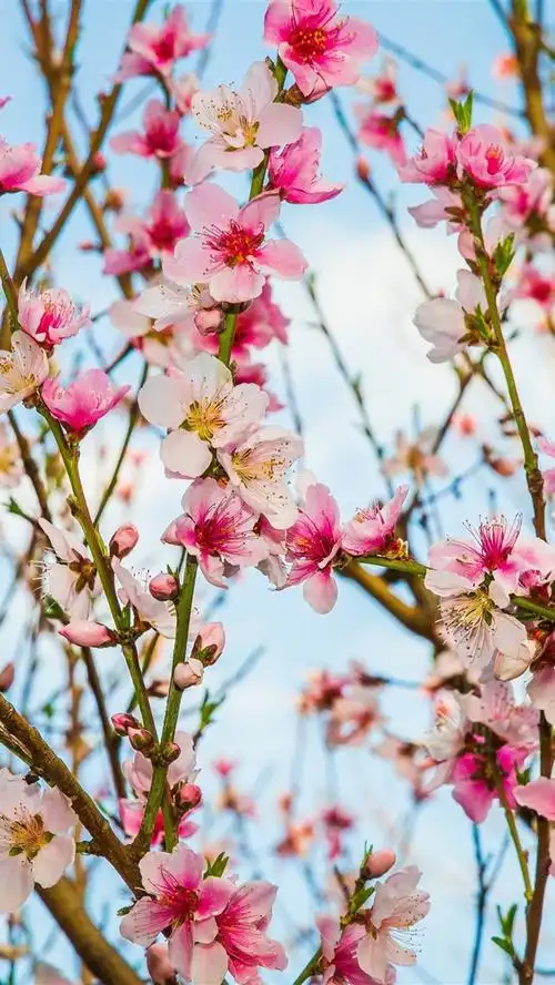 美丽的粉红色桃花盛开,树枝春天