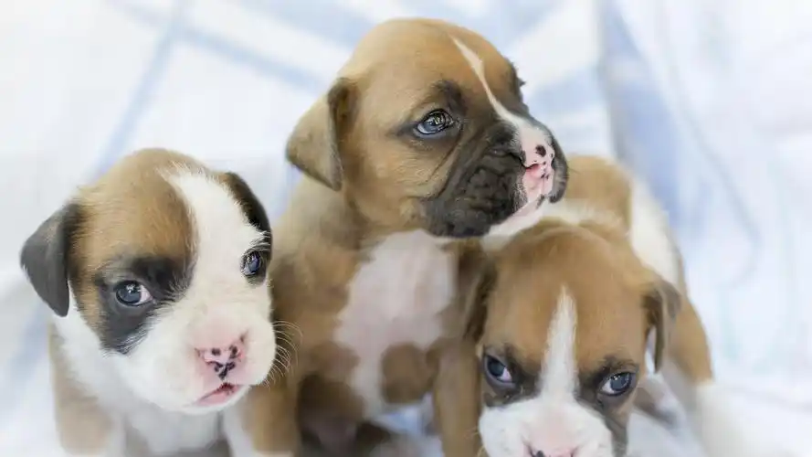 壁纸 三只小狗,可爱