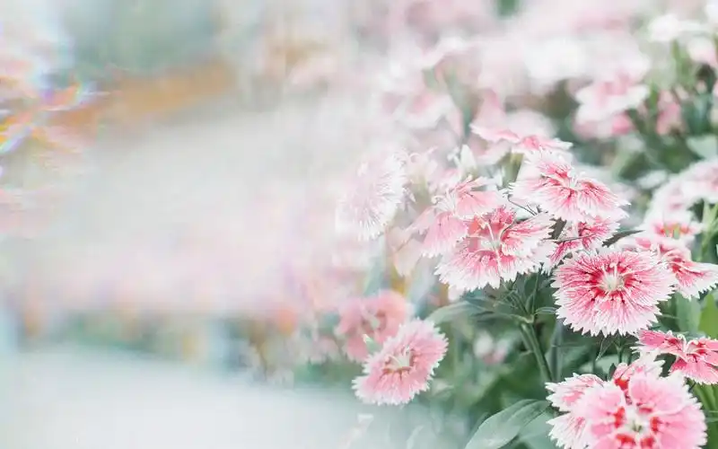 治愈系唯美花卉植物高清图片桌面壁纸