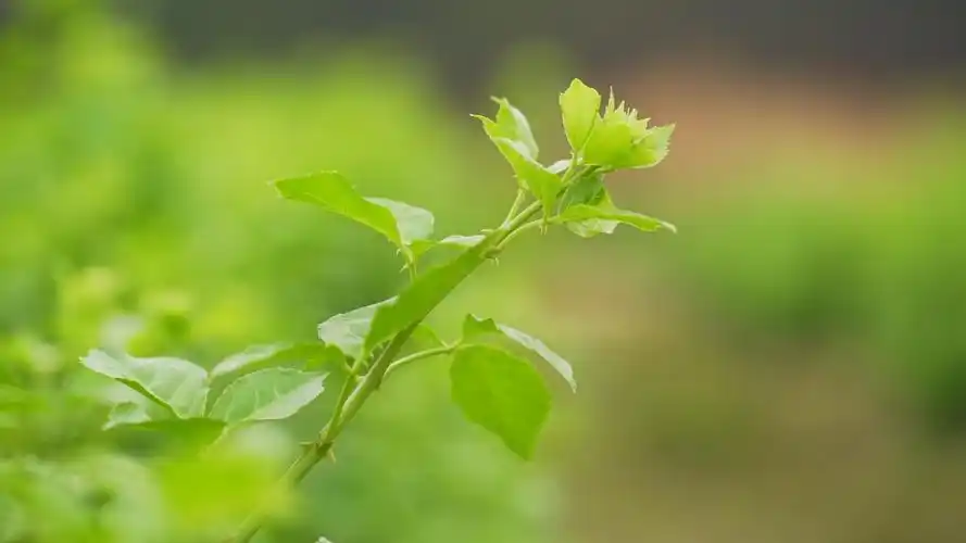 品城记甄选 | 全国地标产品 恩平特产簕菜茶 可冲饮