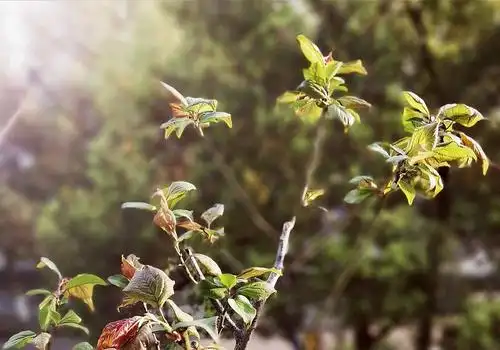 红梅的叶竟也如此漂亮.(家中)