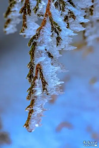 轿子雪山的冰花