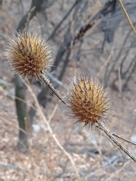 求教果实黄色球形布满毛刺是什么植物有照片