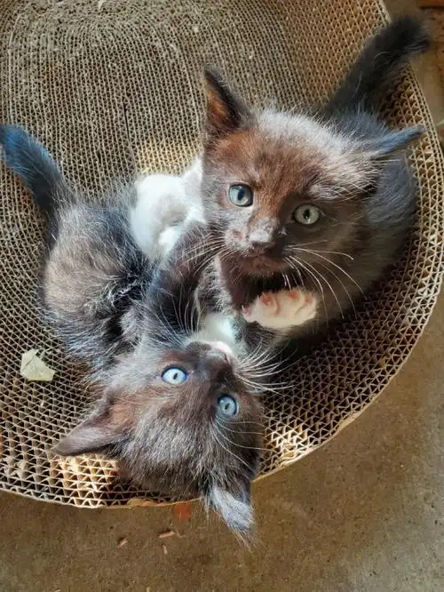 妈妈是暹罗爸爸是英短