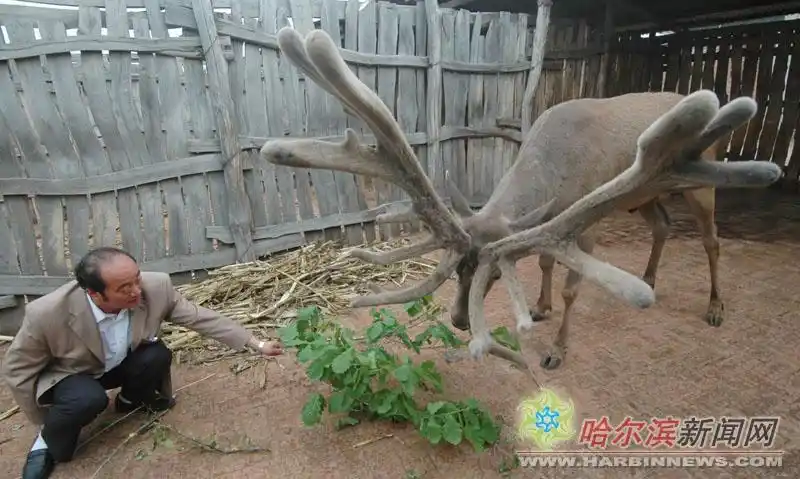 全国最大东新马鹿鹿茸在哈问世(图)
