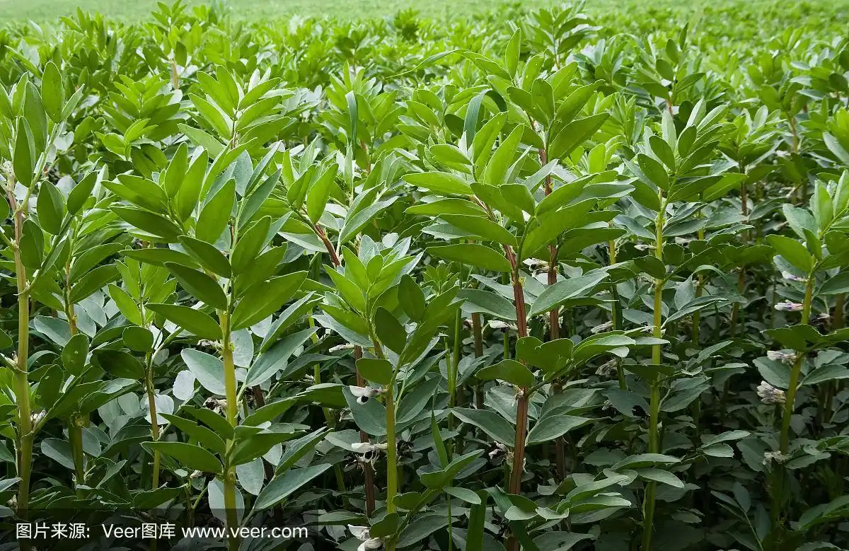 蚕豆,枝繁叶茂,田地,水平画幅,无人