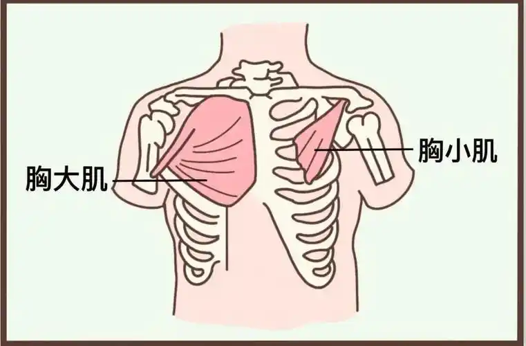 包括胸大肌和胸小肌胸肌绝不只是个「花瓶」但男人的胸肌也会忍不住上