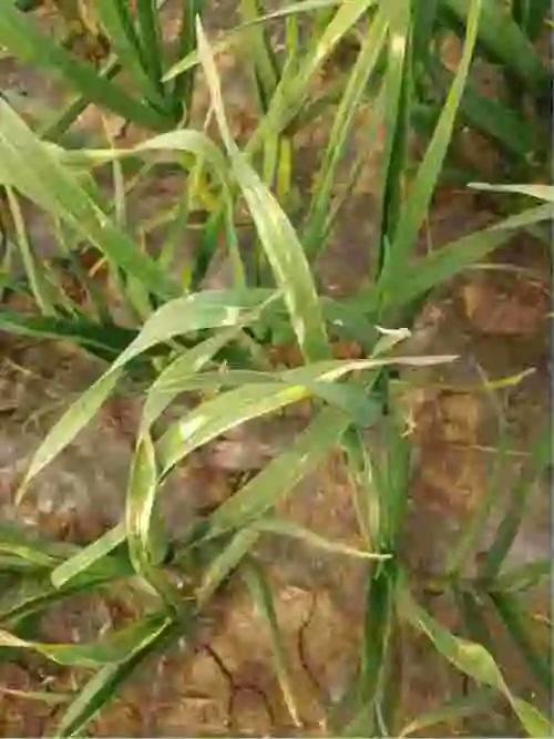 老师你好请问大蒜叶片出现这种白色斑点是得了什么病还好用什么药可