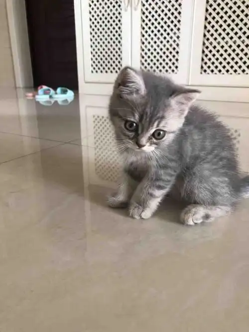 自家喵咪生的英短虎斑妹妹宝宝满80天了,蓝猫和银渐