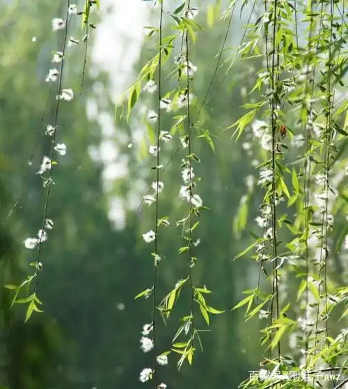 柳絮纷飞情意绵绵,恋你梦中爱在朝暮