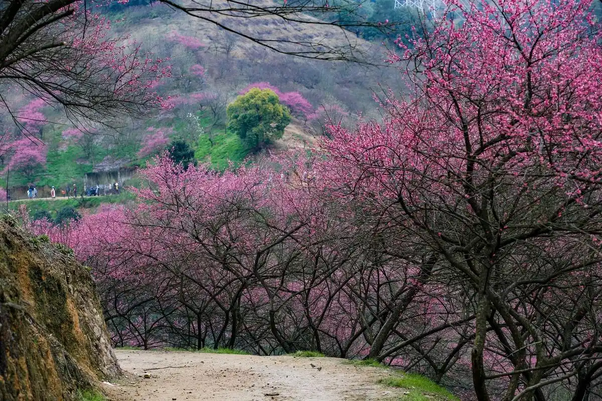 景色风光,山上梅花红似火 转载自百家号作者:小佳摄影