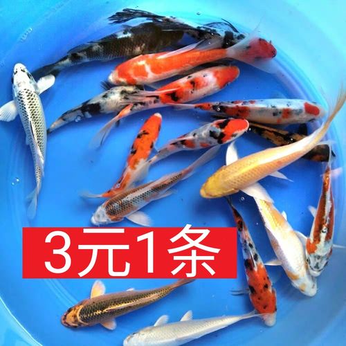 龙凤锦鲤鱼活体鱼缸观赏鱼风水冷水鱼草金鱼更衣室内上海邮政化州