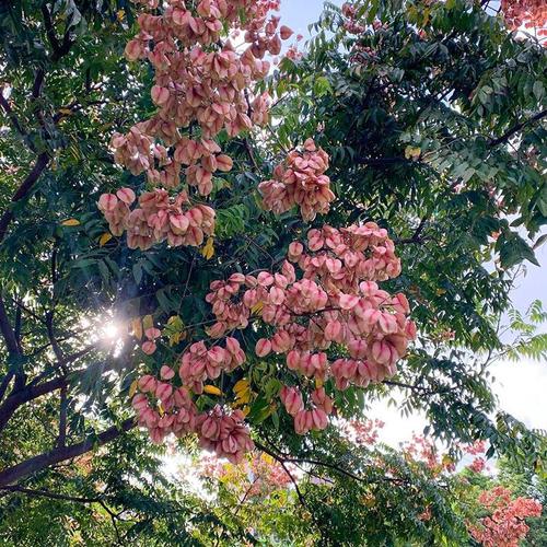 北京栾树种子林木种籽灯笼树行道树四季多年生景观绿化工程种孑