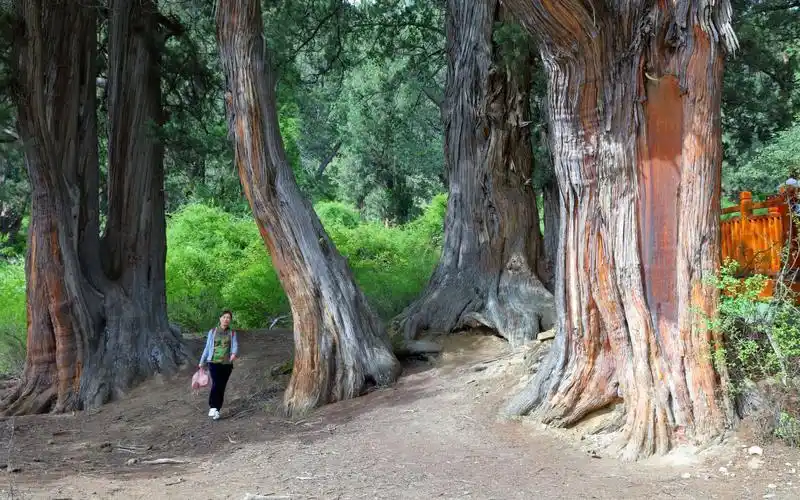 畅行-林芝自驾之巨柏林 3u9a0070