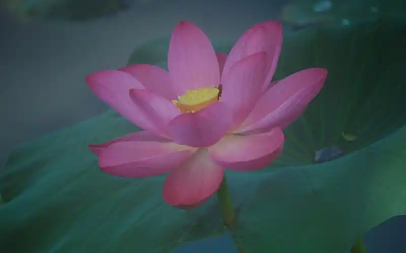 夏日荷花小清新高清桌面壁纸