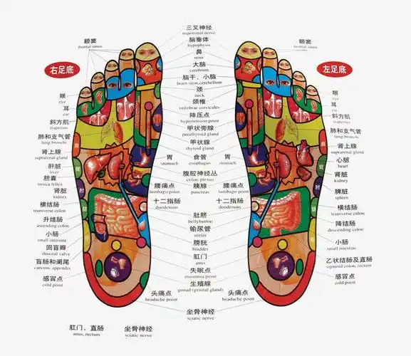 脚底穴位图