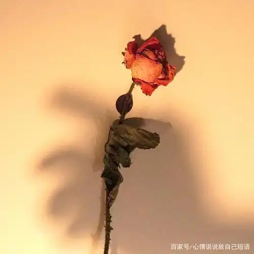 超级温暖的阳光句子,治愈系心灵鸡汤简短句子,句句充满希望!