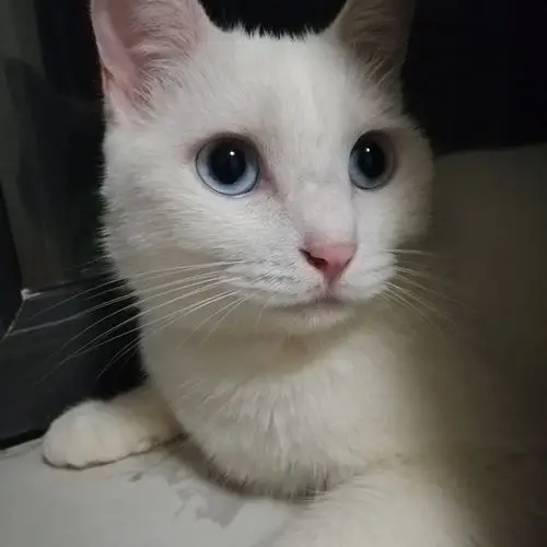 想问大家小土猫也会有蓝眼睛吗?