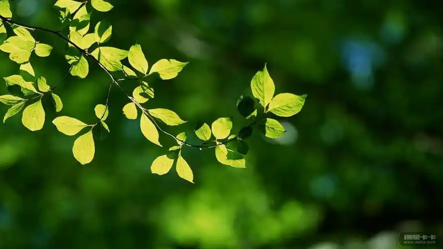 高清护眼壁纸小清新