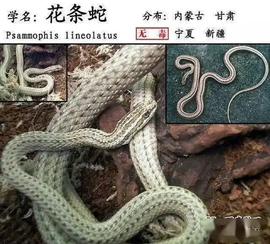 中国蛇类图鉴-蛇咬伤识蛇宝典