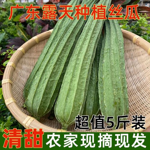 菱形丝瓜新鲜当季八角丝瓜棱角丝瓜农家自种时令广东食用八棱角瓜