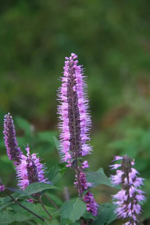 紫花香薷 别名野薄荷,香薷又可以写作"香茹",又名"水荆芥".