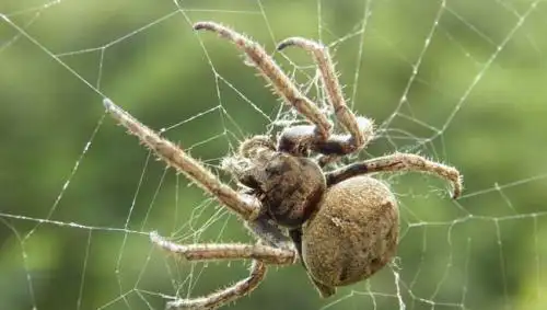 怎样化解命带蜘蛛(此命蜘蛛结网什么意思)-星座大全-小星座网
