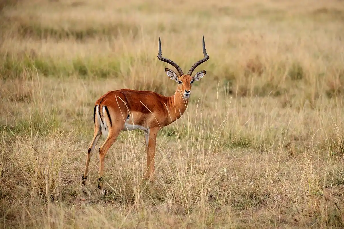 羚羊,一种优雅而敏捷的动物,它们奔跑在广袤的大地上,如诗如画.