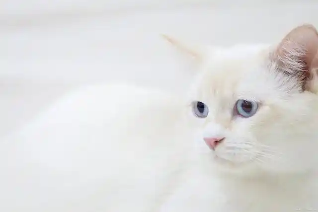 而是一种花色 ,如我国的本土猫,蓝眼的临清狮子猫,英国的波斯猫等