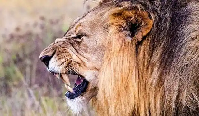 关于狮子的14个知识,你知道几个?雄狮地位让男人羡慕