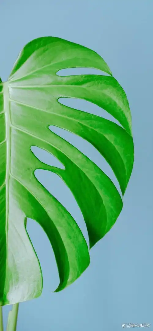 治愈系小清新手机壁纸