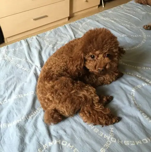 慧忠北里附近丢失棕色泰迪找回5000元酬谢