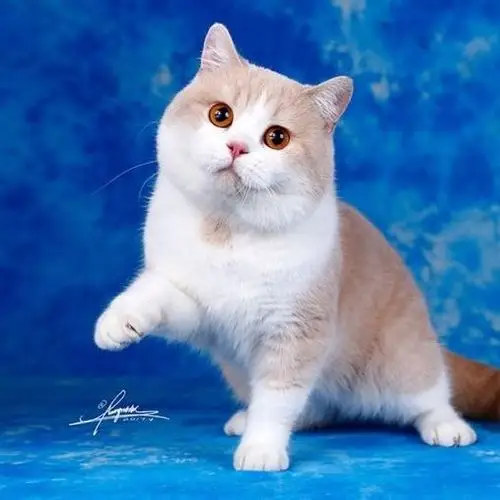 cfa英短猫舍gl-purrcat呼噜猫