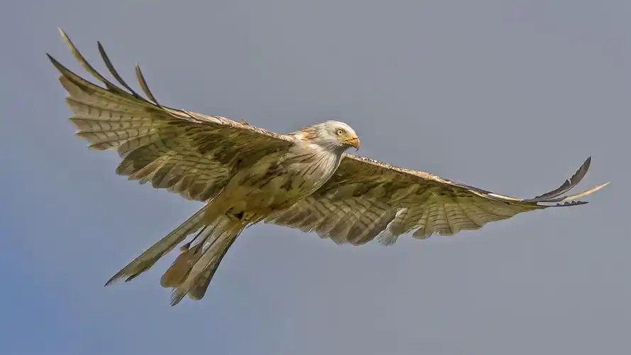 首页 动物与鸟 雄鹰 鹰飞行,鸟,天空 壁纸 下载 1600x900 鹰飞行,鸟