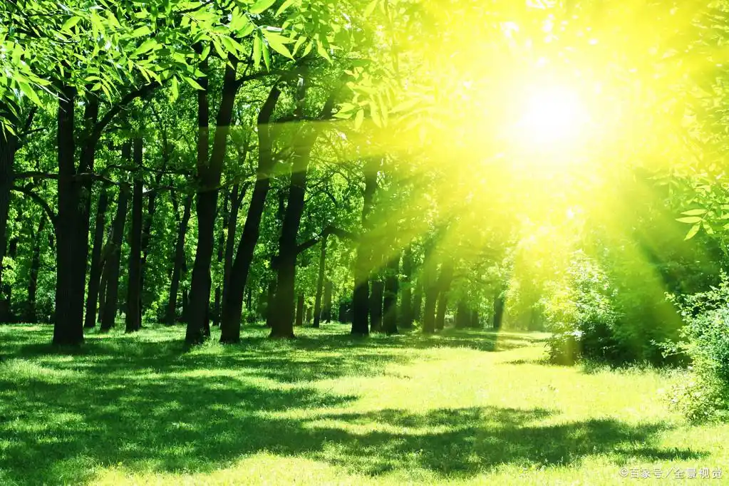阳光穿透树木的间隙"赤城映朝日,绿树摇春风"——唐代:王勃