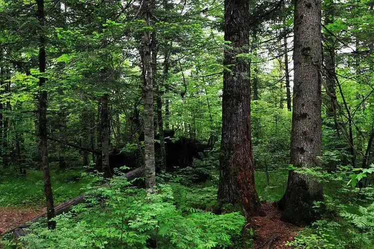 长白山的原始森林