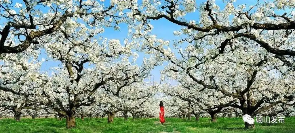 提前帮你做好周末攻略了赏梨花的多种选择