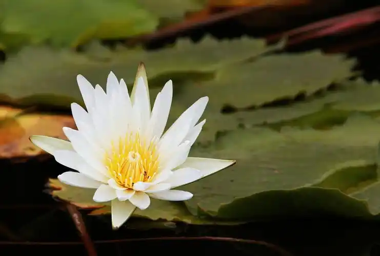 标题:《九品香莲》