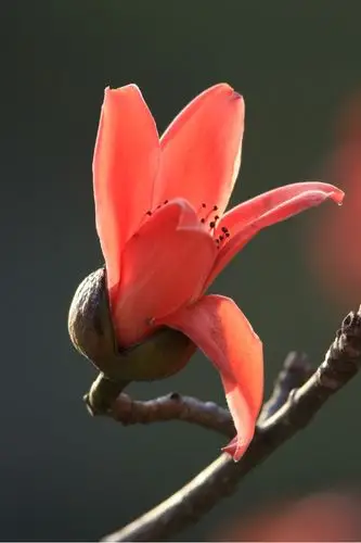 木棉花又叫攀枝花,也叫英雄花.