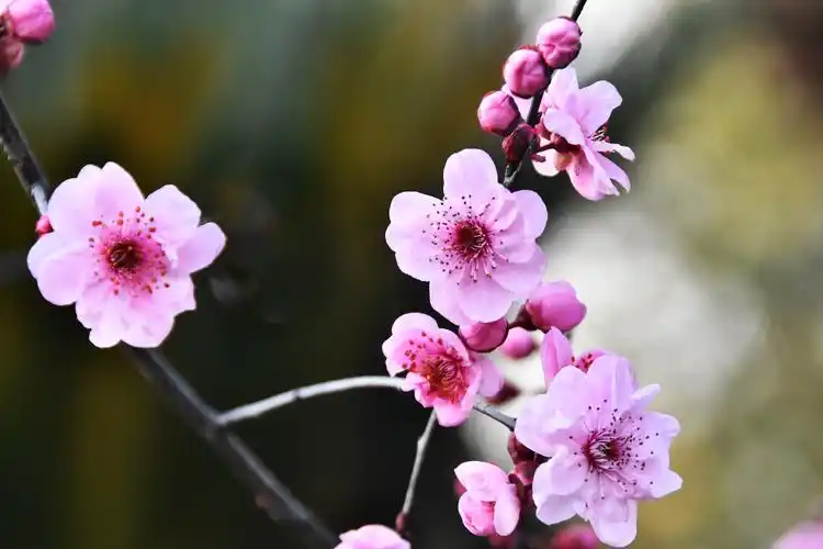 漂亮的美人梅开了