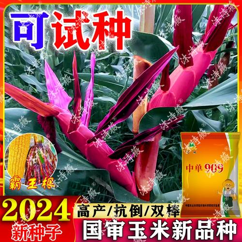 2024高产双胞胎玉米种紫杆抗病抗倒抗旱耐涝耐盐碱南北通种909