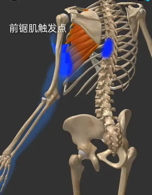 七,前锯肌触发点