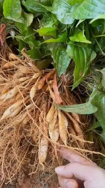 百部苗,九重根,中药材种苗 .