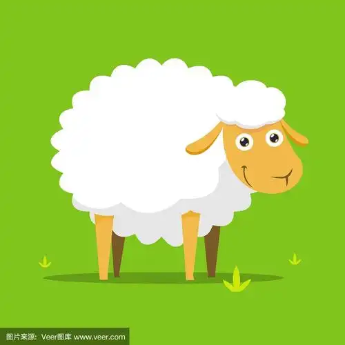 白色的绵羊插图.孤立的矢量图