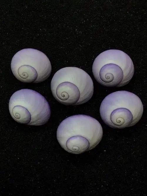 紫色被一种贝壳运用自如