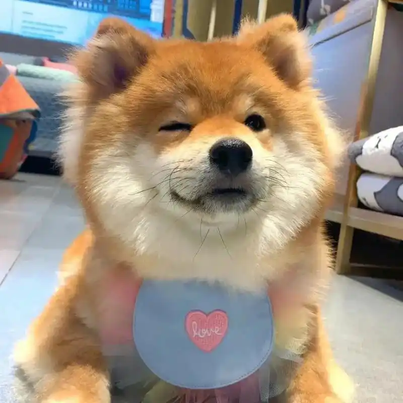 今日份的可爱治愈 #柴犬 #头像 #萌宠 - 抖音